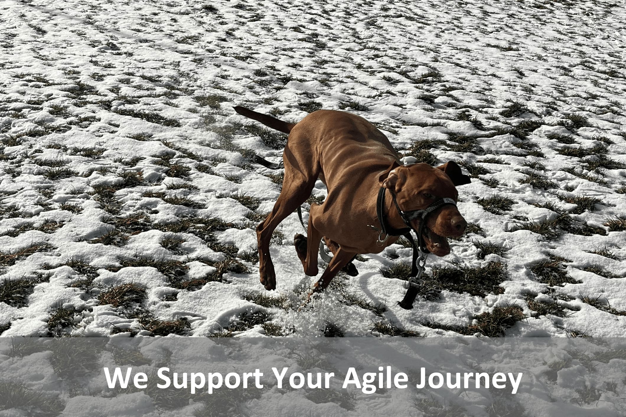 We Support Your Agile Journey